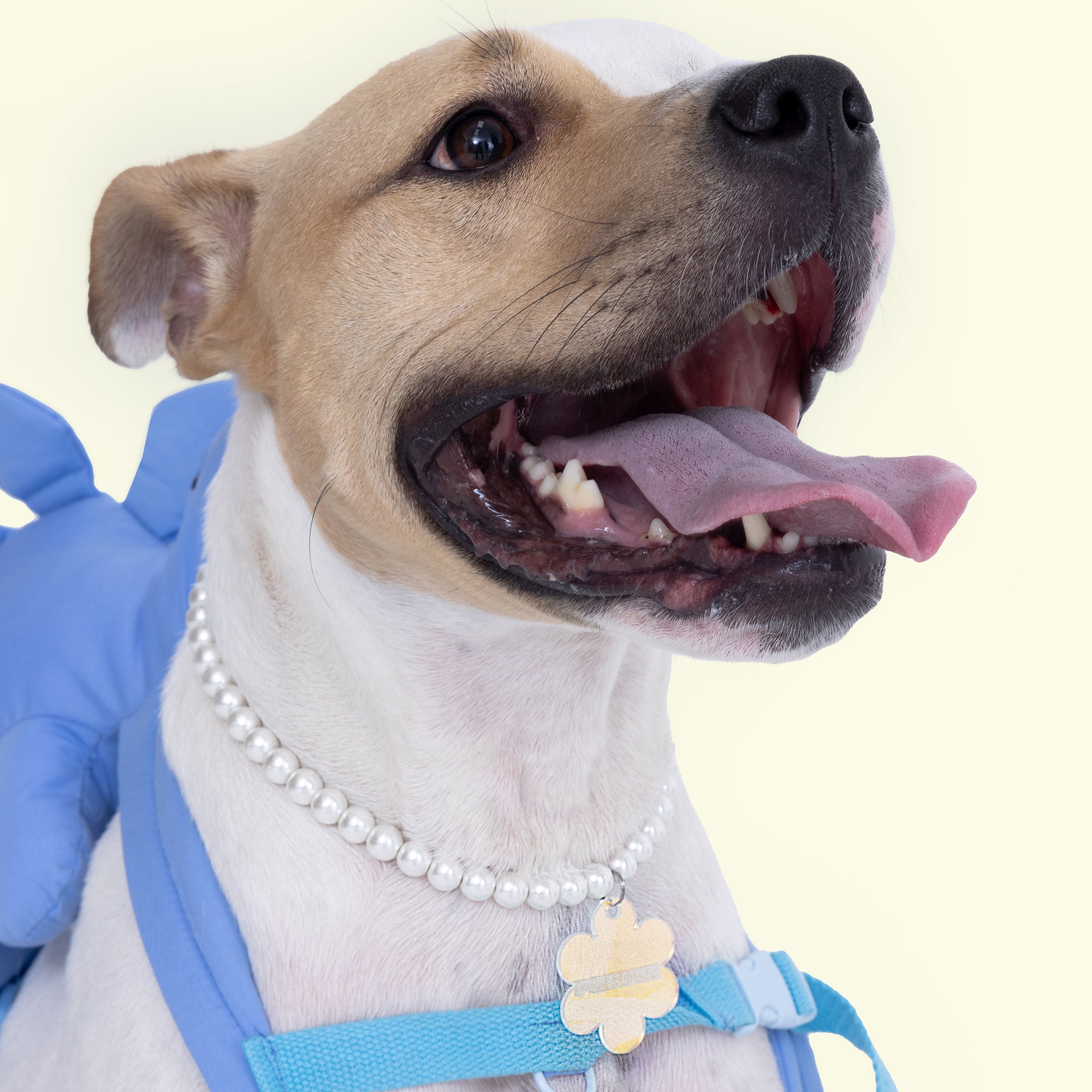 DIY Dog Accessories on a Budget