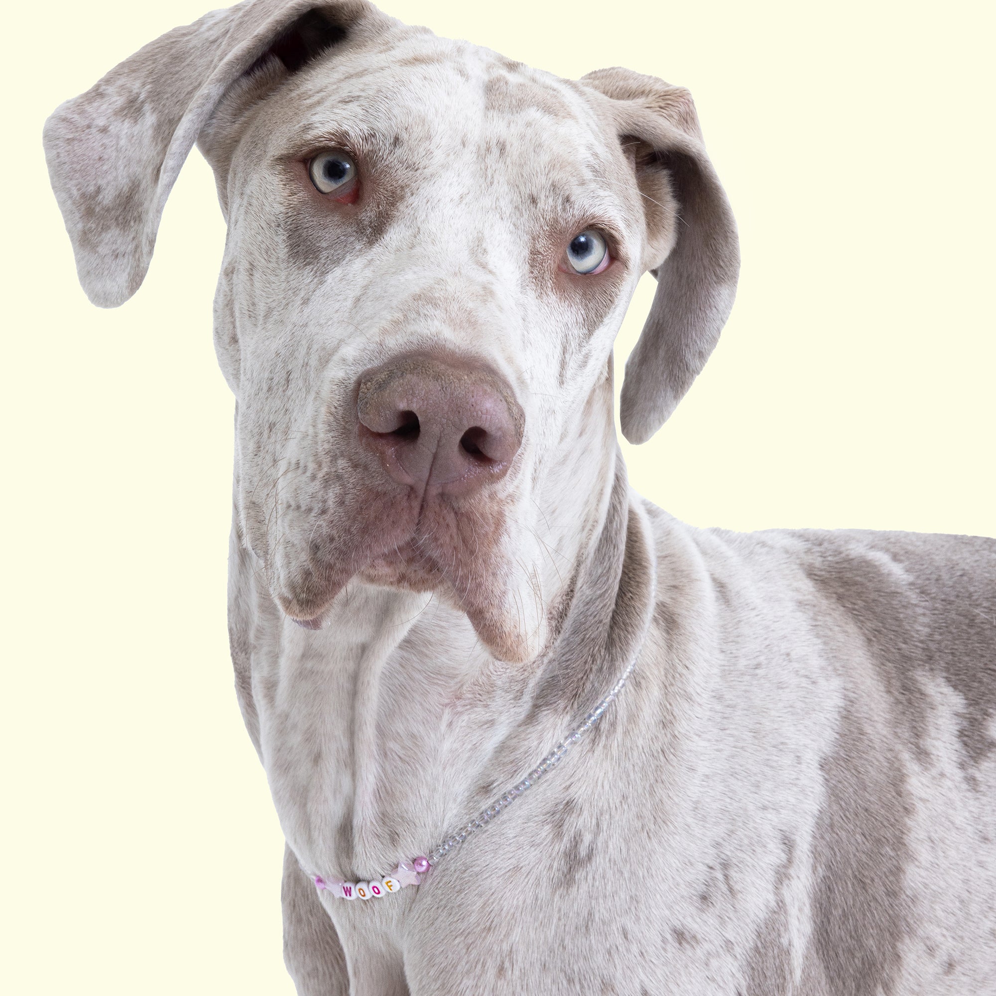Pet Fashion Trends to Watch For: Predictions for the Coming Year
