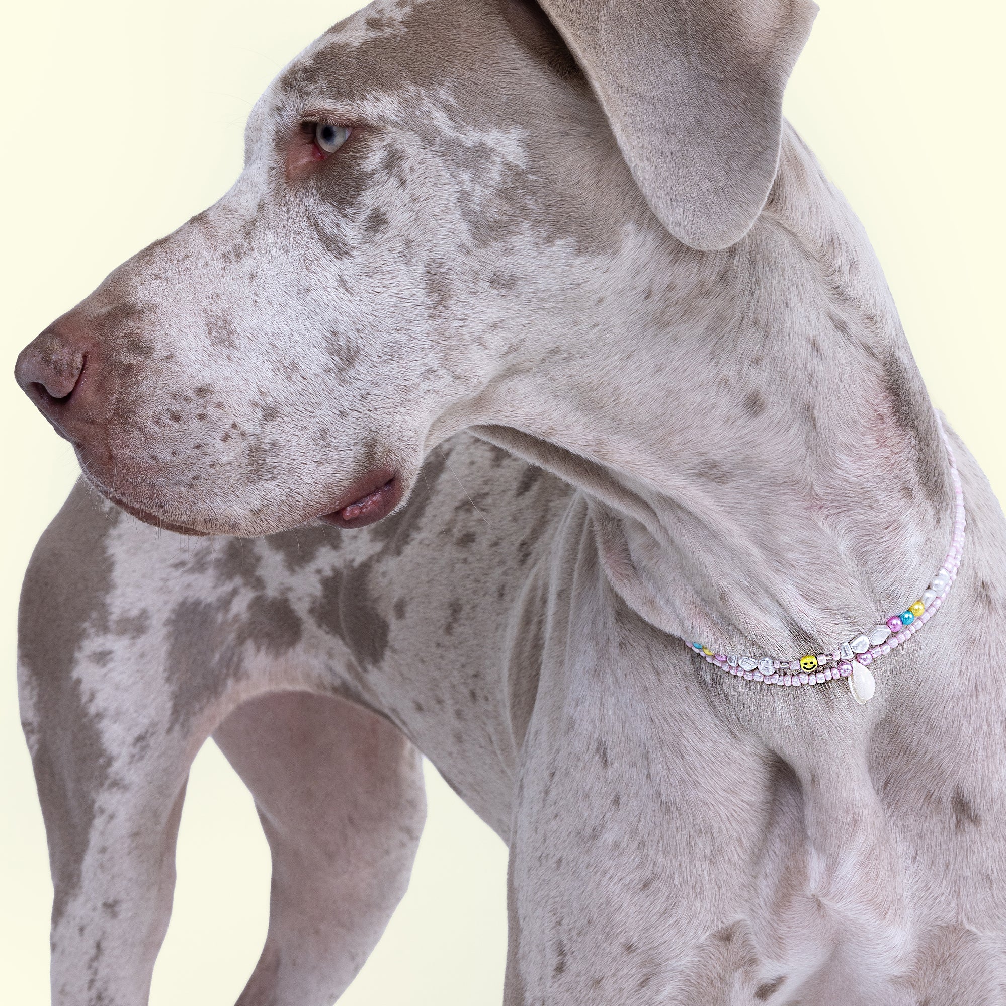 Beach BB Dog Necklace