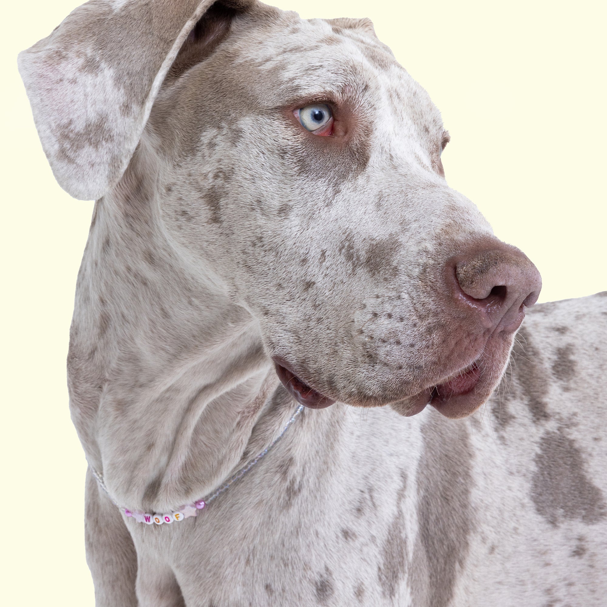 Woof Dog Necklace