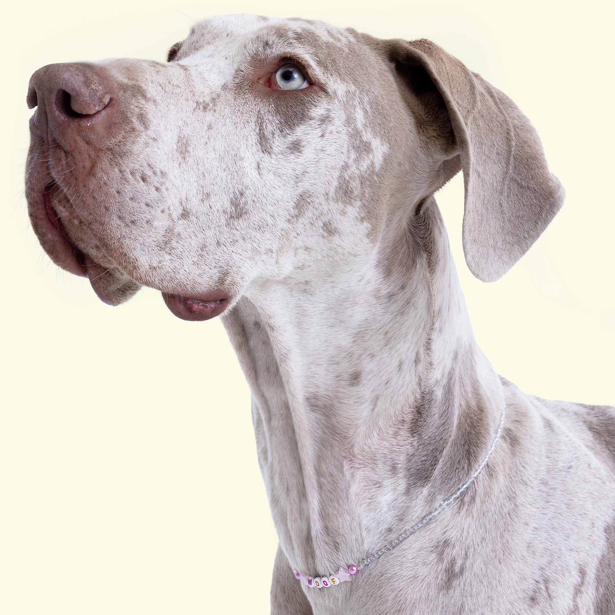 Woof Dog Necklace