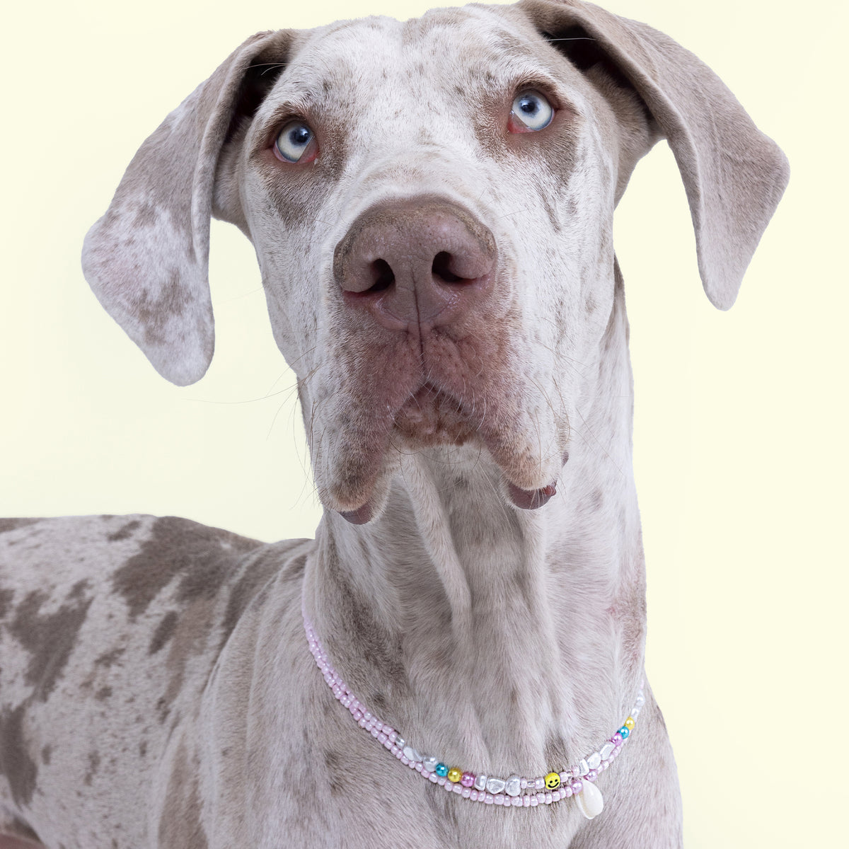 Beach BB Dog Necklace Stylish Dog Accessories WaagBag Waag Bag