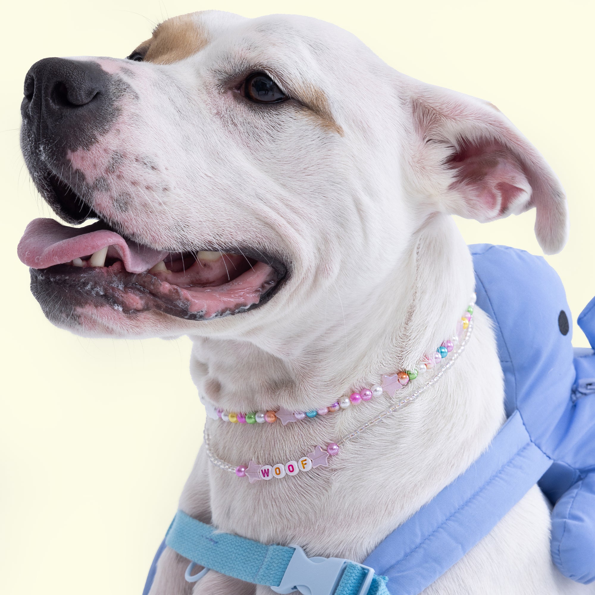 Star Gazer Dog Necklace