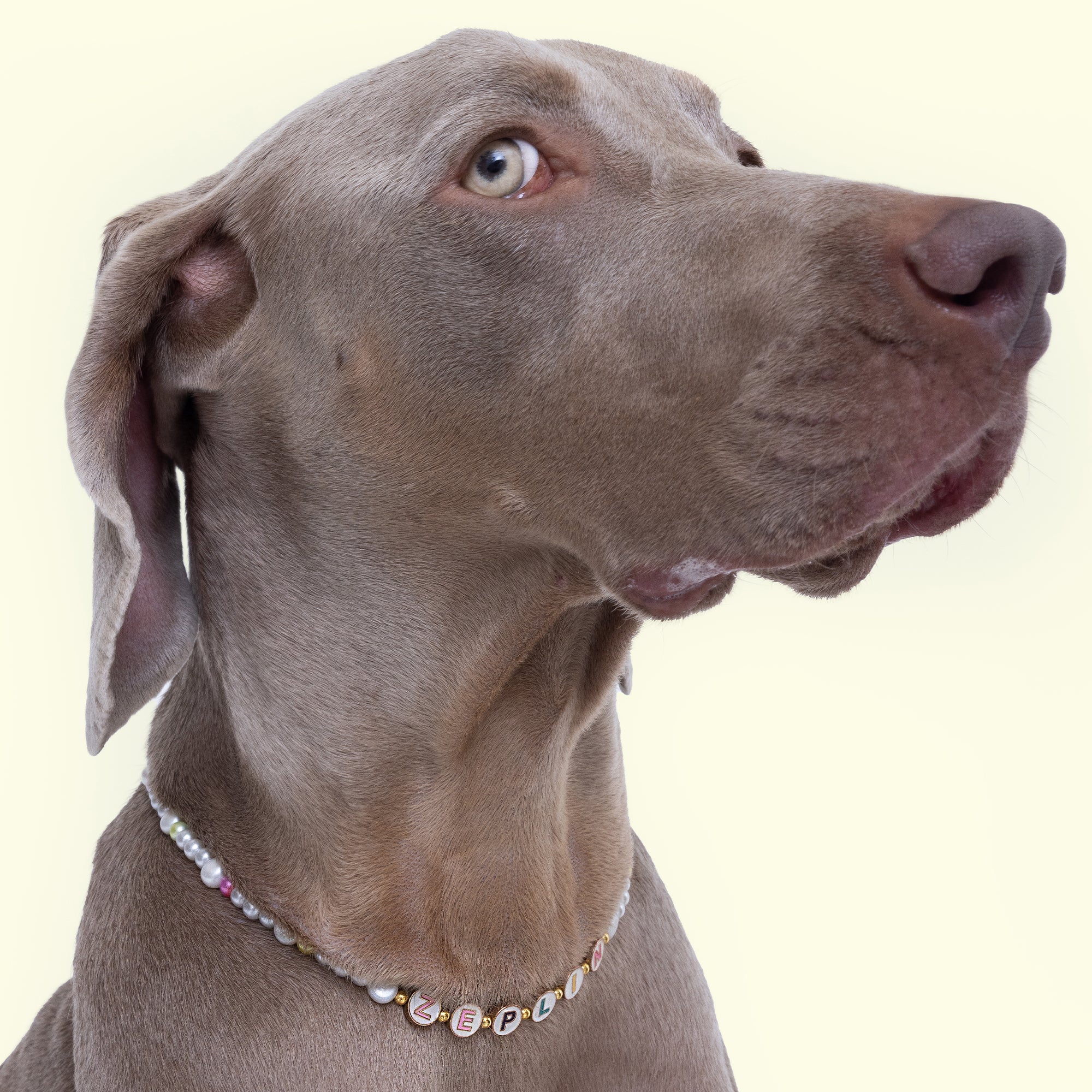 Dog Pearl Collars Pet Pearl Necklace Fancy Pearls Crystal Dog Necklace  Crystal Rhinestones Pearls Charms Dog Collar (d-v2) | Fruugo SA