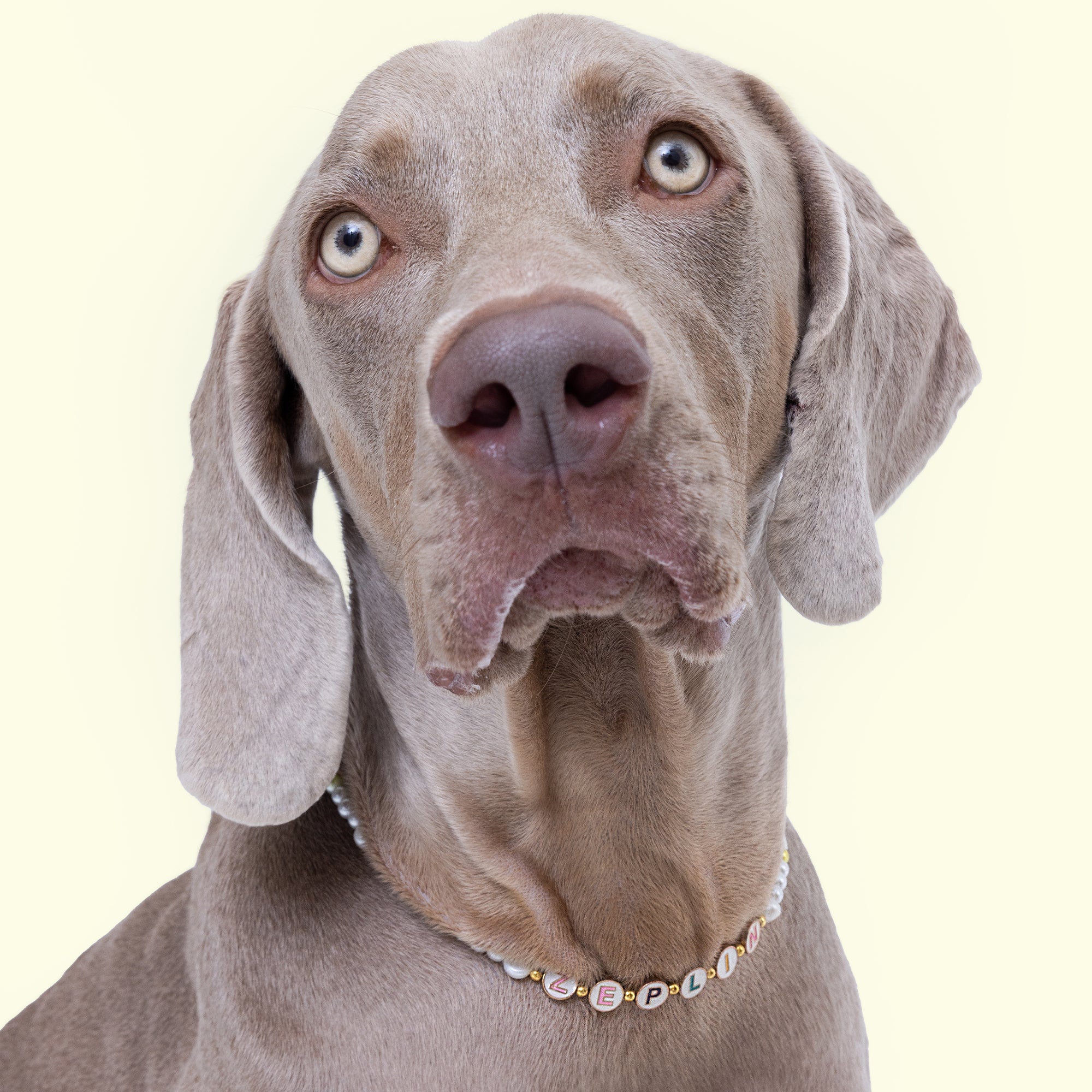 60 Pearl Dog Collar Stock Photos, High-Res Pictures, and Images - Getty  Images